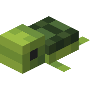 Bébé tortue