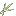 Avoine arctique